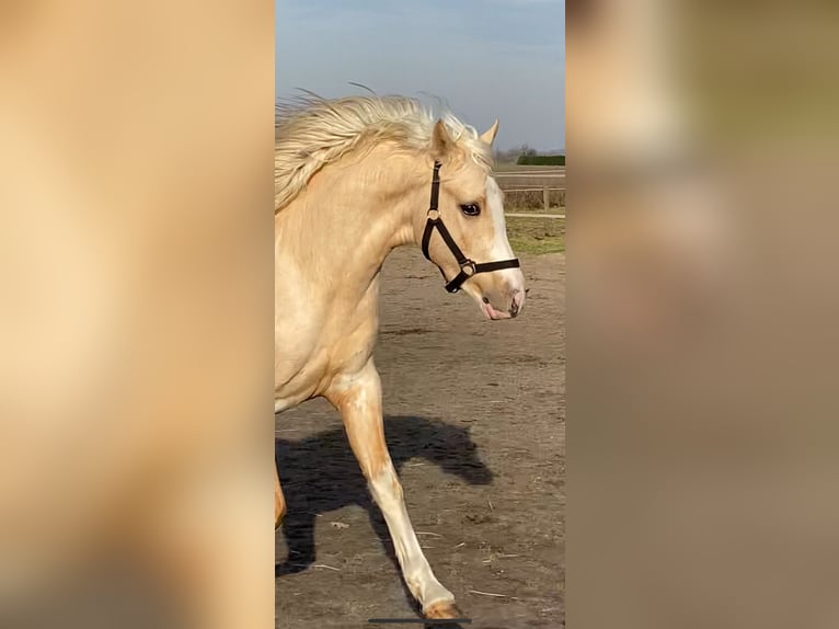 Quarter Pony Klacz 4 lat 147 cm Izabelowata in Roosendaal