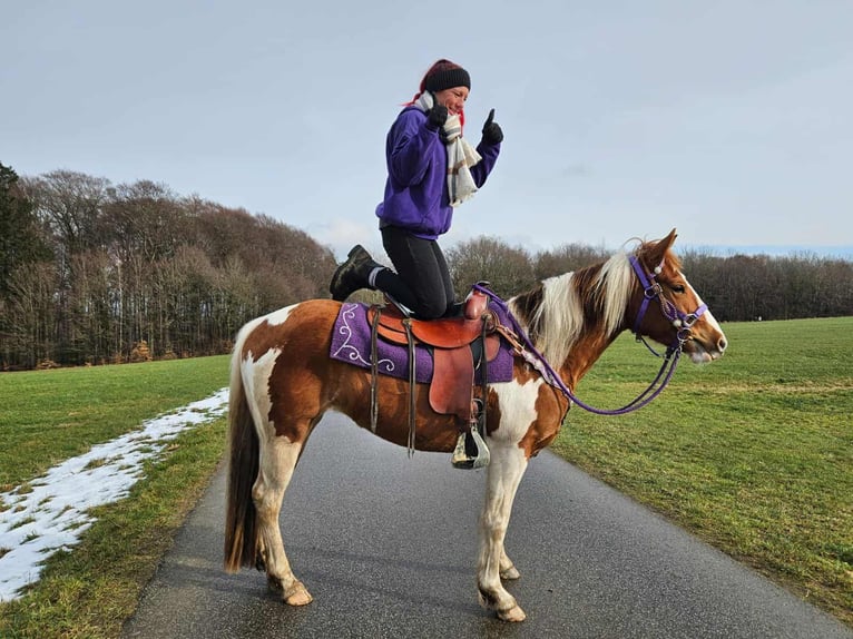 Quarter Pony Klacz 4 lat Srokata in Linkenbach