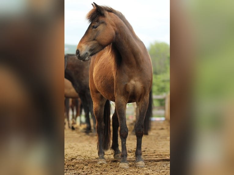 Quarter Pony Klacz 5 lat 125 cm Gniada in Waldshut-Tiengen