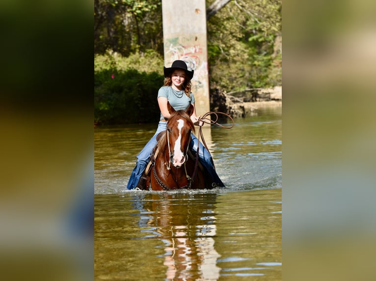 Quarter Pony Klacz 5 lat 137 cm Cisawa in Cabool