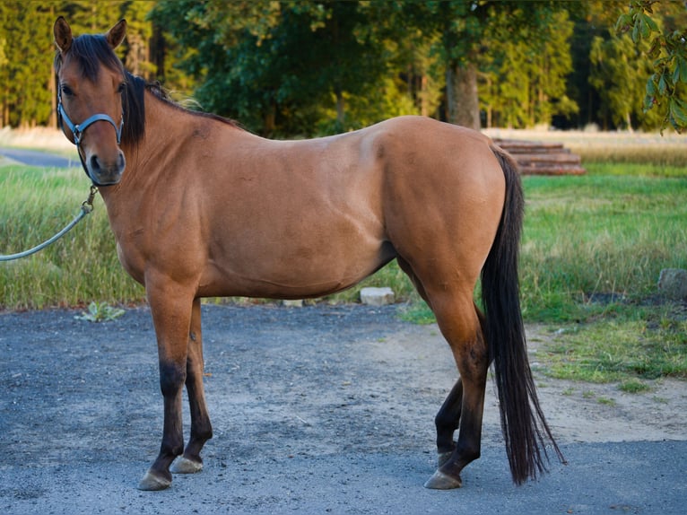 Quarter Pony Klacz 5 lat 145 cm Bułana in Tr&#xF6;stau
