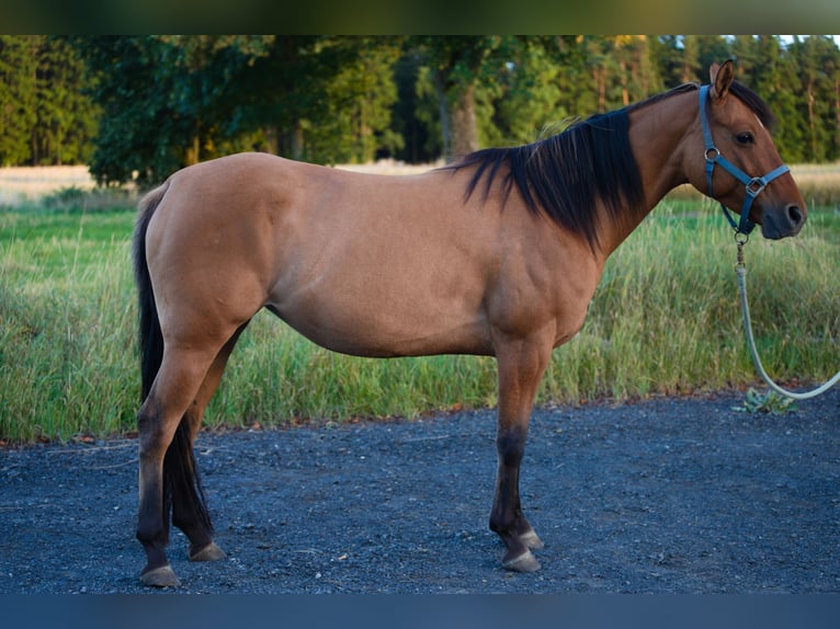Quarter Pony Klacz 5 lat 145 cm Bułana in Tr&#xF6;stau