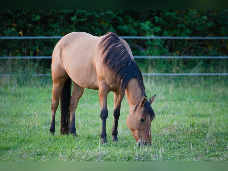 Quarter Pony Klacz 5 lat 145 cm Bułana in Tr&#xF6;stau