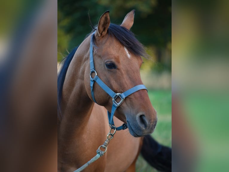 Quarter Pony Klacz 5 lat 145 cm Bułana in Tr&#xF6;stau