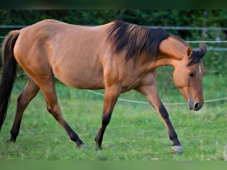 Quarter Pony Klacz 5 lat 145 cm Bułana in Tr&#xF6;stau