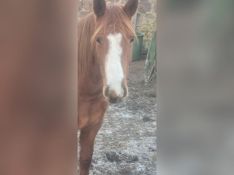 Quarter Pony Klacz 5 lat 145 cm Kasztanowata in Karstädt, Prignitz
