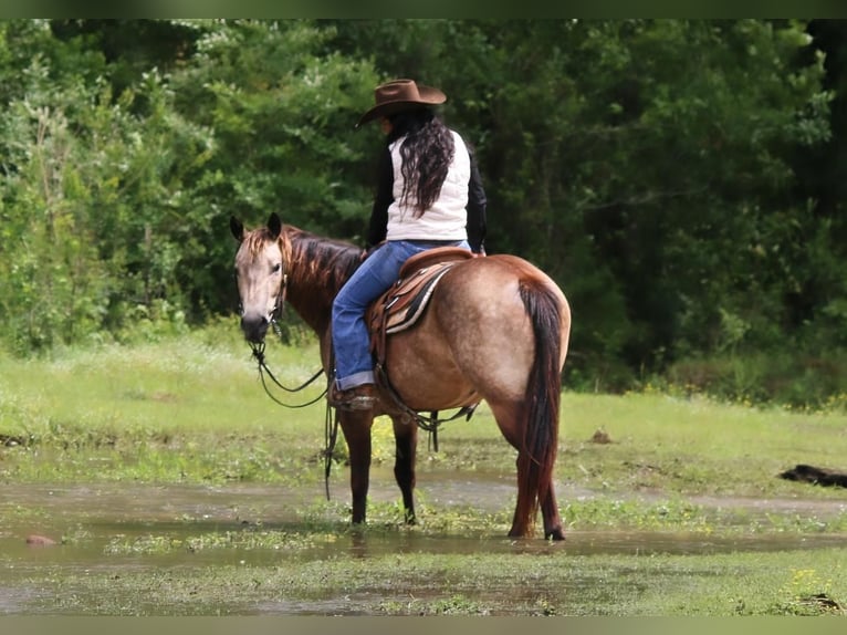 Quarter Pony Klacz 5 lat Jelenia in Carthage, TX