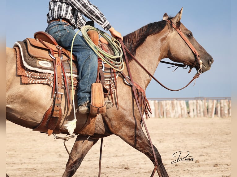 Quarter Pony Klacz 6 lat 142 cm Grullo in Thedford, NE