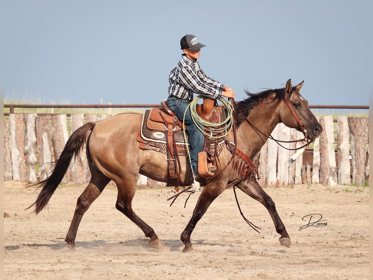 Quarter Pony Klacz 6 lat 142 cm Grullo in Thedford, NE