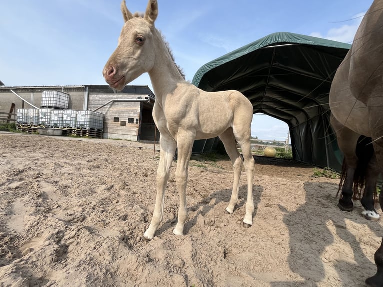 Quarter Pony Mix Klacz 6 lat 148 cm Grullo in Wervik
