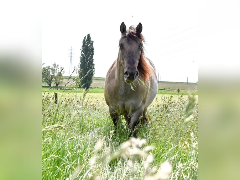 Quarter Pony Mix Klacz 6 lat 148 cm Grullo in Wervik