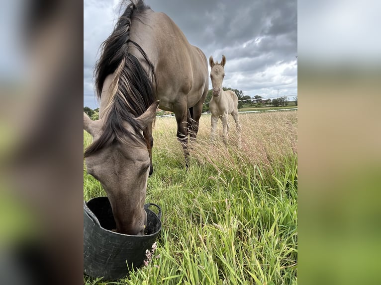 Quarter Pony Mix Klacz 6 lat 148 cm Grullo in Wervik