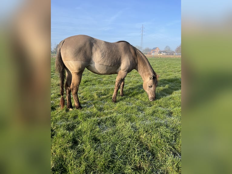 Quarter Pony Mix Klacz 6 lat 148 cm Grullo in Wervik