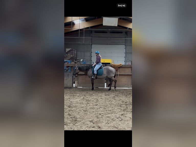 Quarter Pony Mix Klacz 6 lat 148 cm Grullo in Wervik