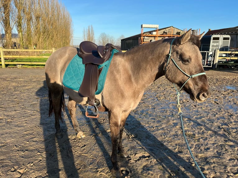 Quarter Pony Mix Klacz 6 lat 148 cm Grullo in Wervik