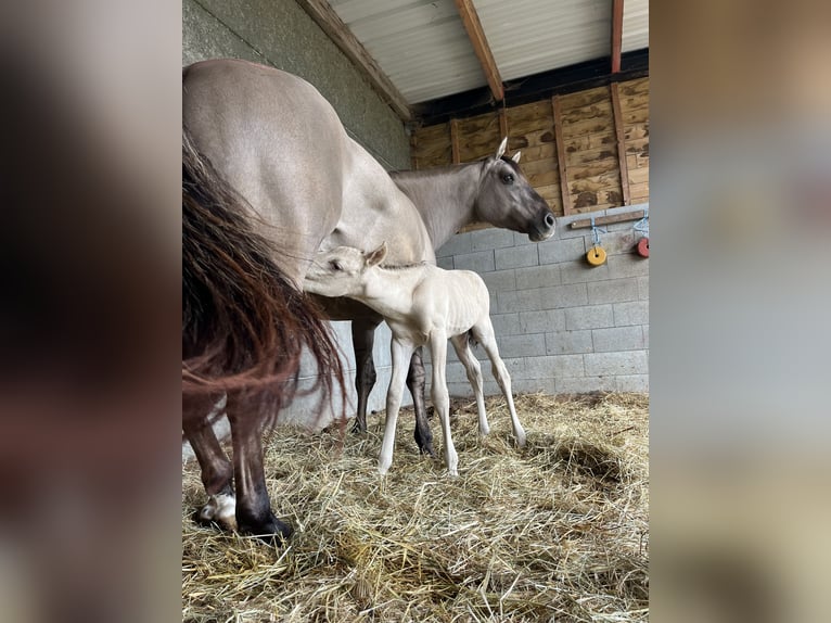 Quarter Pony Mix Klacz 6 lat 148 cm Grullo in Wervik