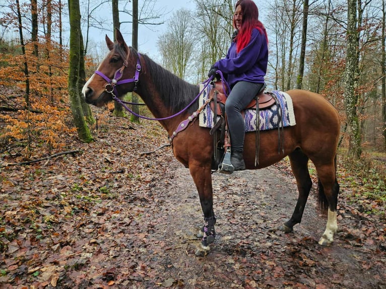 Quarter Pony Klacz 6 lat 152 cm Gniada in Linkenbach