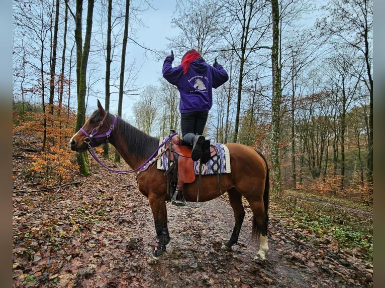 Quarter Pony Klacz 6 lat 152 cm Gniada in Linkenbach