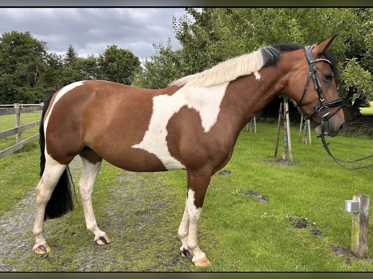 Quarter Pony Mix Klacz 6 lat 155 cm Srokata in Wittmund