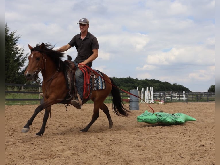 Quarter Pony Klacz 6 lat Gniada in Webberville
