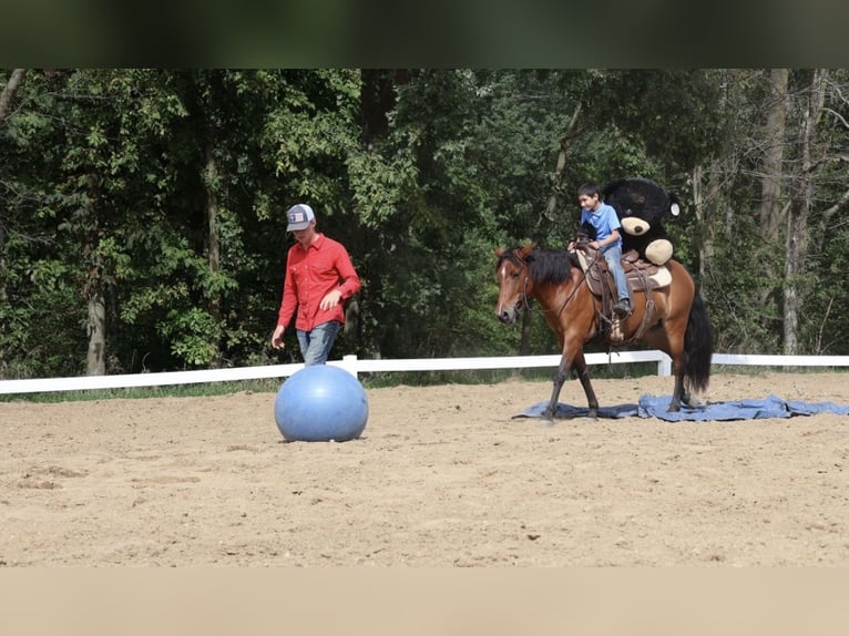 Quarter Pony Klacz 6 lat Gniada in Webberville