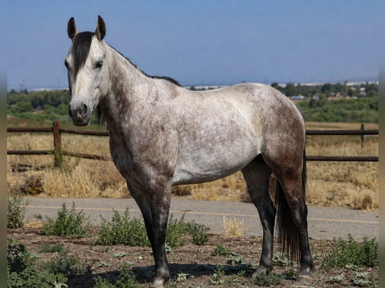 Quarter Pony Klacz 6 lat Siwa in Norco