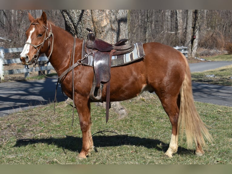 Quarter Pony Klacz 7 lat 152 cm  in Morgantown