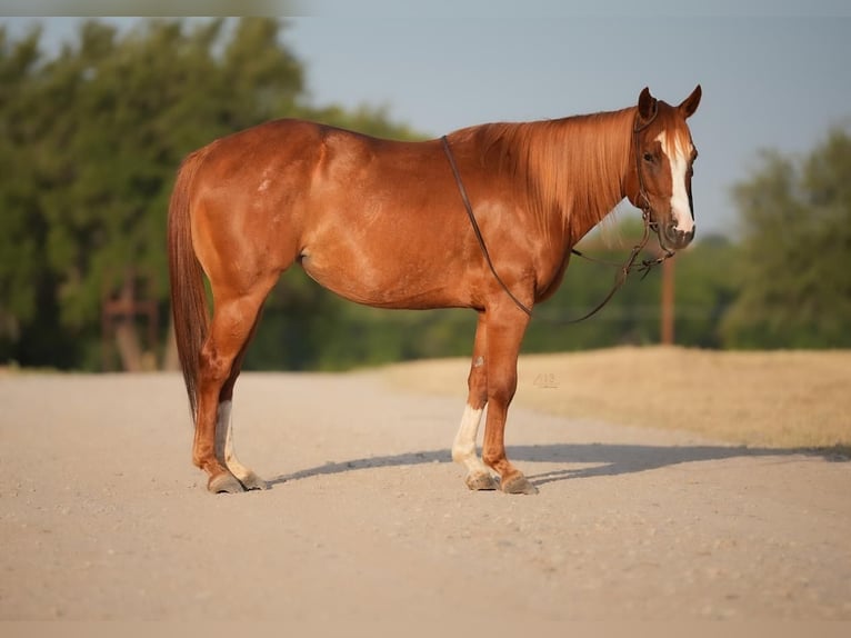 Quarter Pony Klacz 8 lat 127 cm Cisawa in Tolar, TX