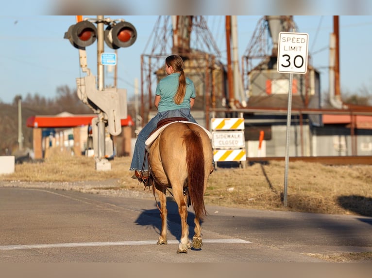 Quarter Pony Klacz 8 lat 132 cm Bułana in Forney