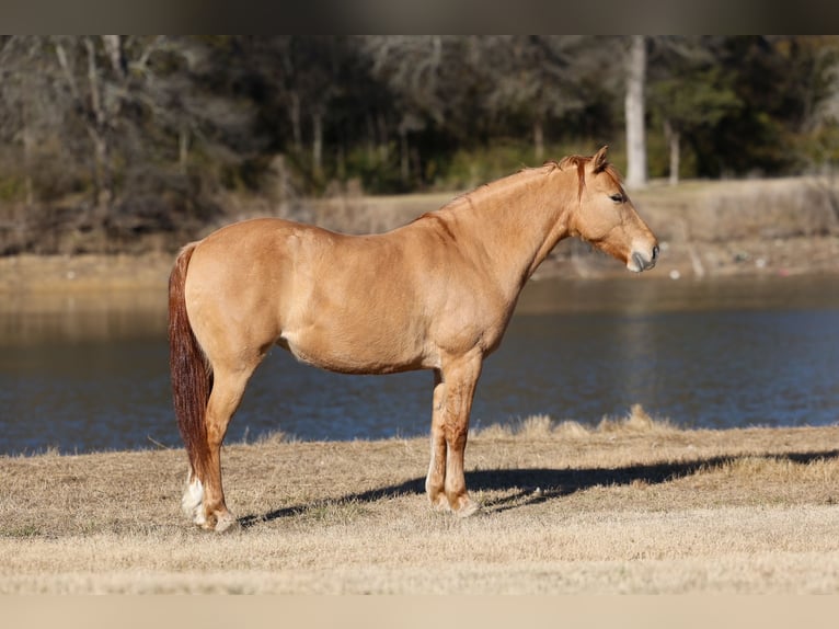 Quarter Pony Klacz 8 lat 132 cm Bułana in Forney