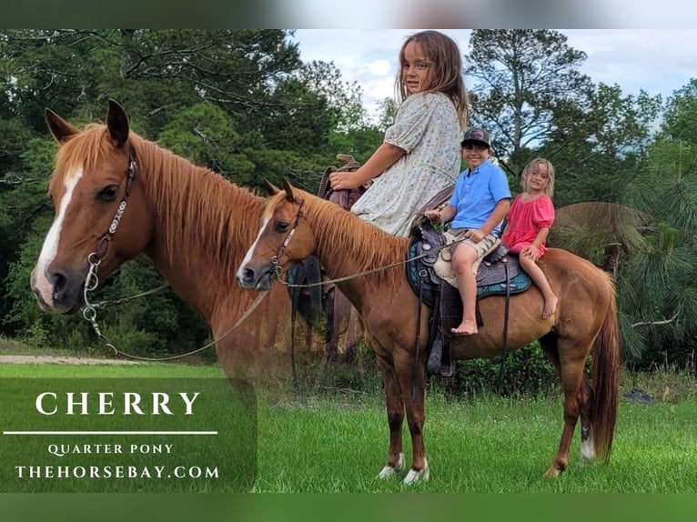 Quarter Pony Klacz 8 lat 140 cm Ciemnokasztanowata in Monetta, SC