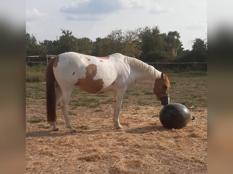 Quarter Pony Klacz 8 lat 140 cm Tobiano wszelkich maści in Alpen