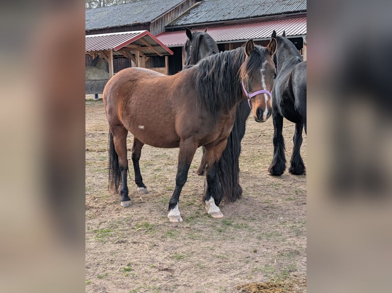 Quarter Pony Klacz 8 lat 142 cm Gniada in Immenreuth