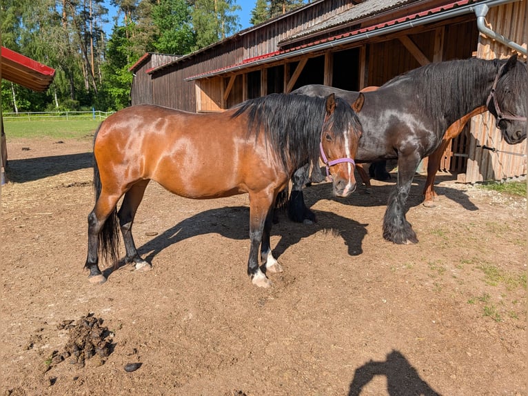 Quarter Pony Klacz 8 lat 142 cm Gniada in Immenreuth