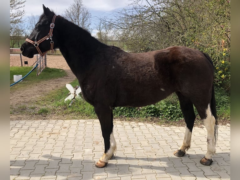 Quarter Pony Klacz 8 lat 145 cm Kara in Mainbernheim