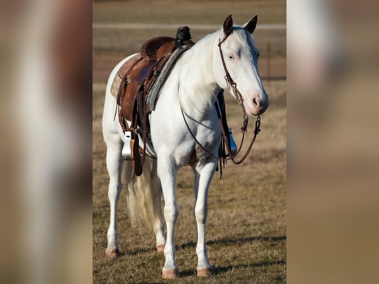 Quarter Pony Klacz 9 lat 130 cm Biała in Weatherford, TX
