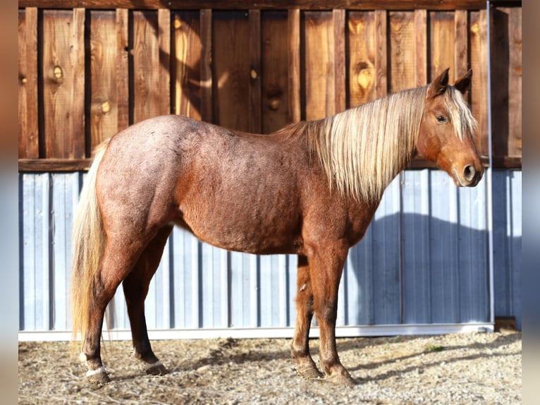 Quarter Pony Klacz 9 lat 135 cm Kasztanowatodereszowata in Hamilton