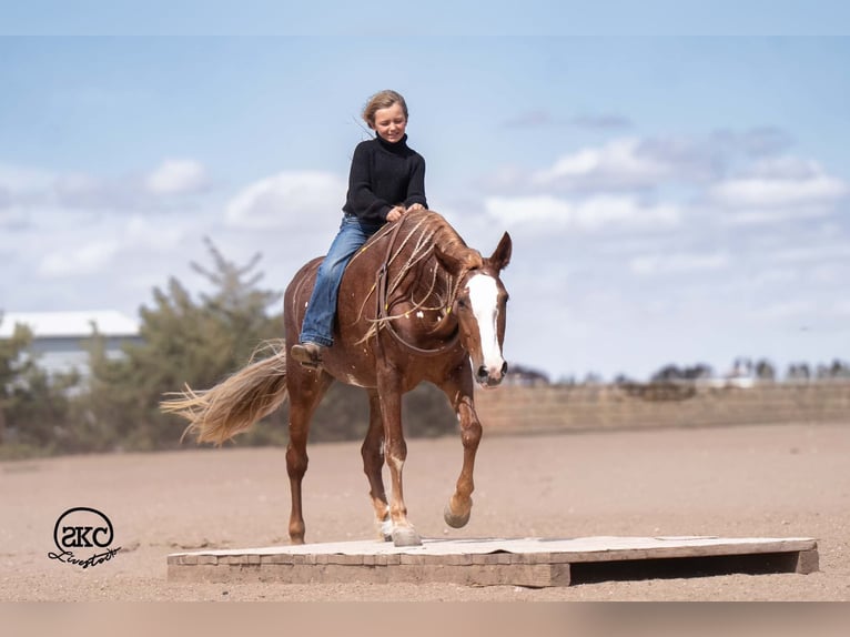 Quarter Pony Klacz 9 lat 142 cm Cisawa in Canyon
