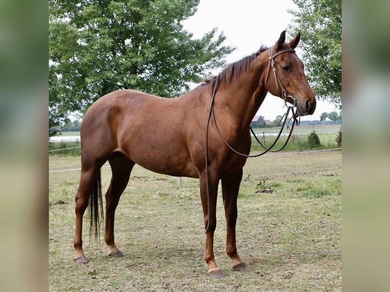 Quarter Pony Klacz 9 lat 147 cm Kasztanowata in Roosendaal