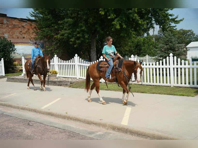 Quarter Pony Mare 10 years 13,2 hh Sorrel in Corsica