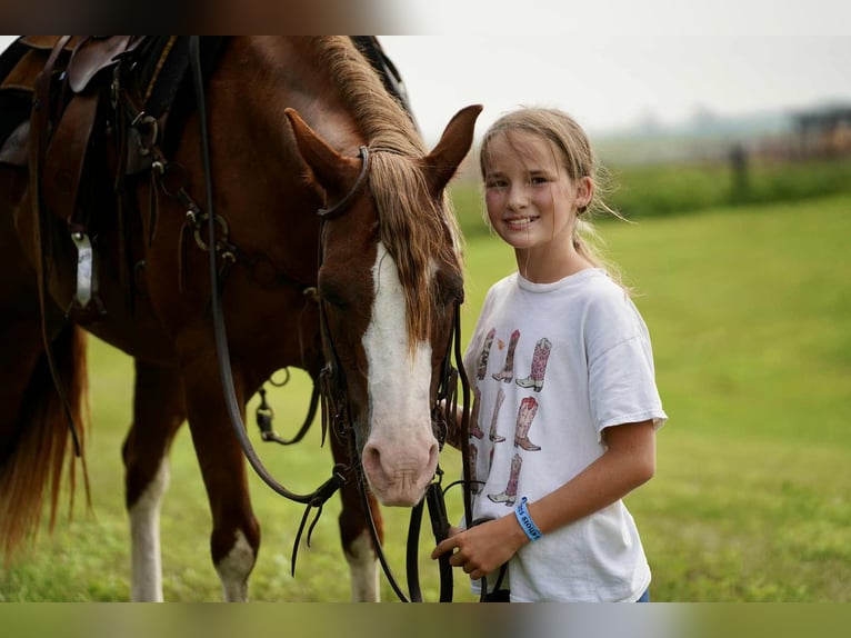 Quarter Pony Mare 10 years 13,2 hh Sorrel in Corsica