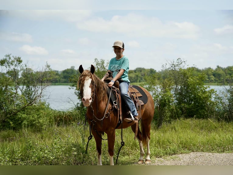 Quarter Pony Mare 10 years 13,2 hh Sorrel in Corsica