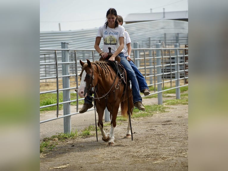Quarter Pony Mare 10 years 13,2 hh Sorrel in Corsica