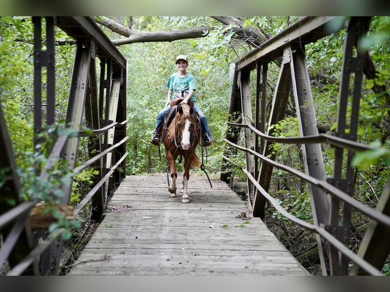 Quarter Pony Mare 10 years 13,2 hh in Corsica