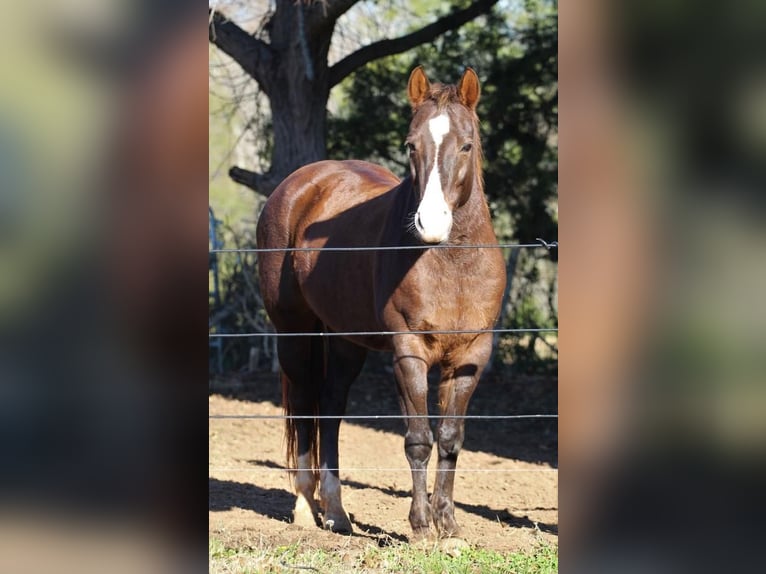 Quarter Pony Mare 10 years 14 hh Chestnut-Red in Donalds SC