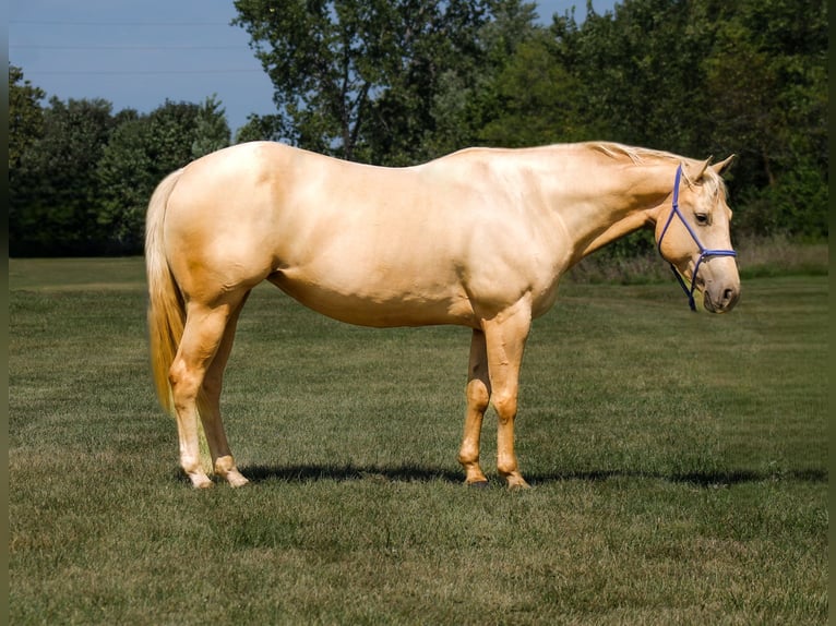 Quarter Pony Mare 10 years 14,1 hh Palomino in Plano
