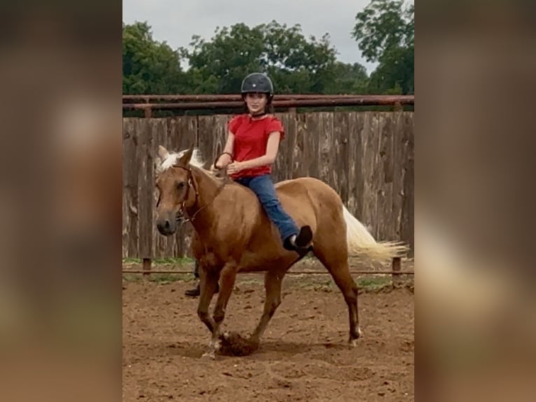 Quarter Pony Mare 10 years Palomino in Weatherford