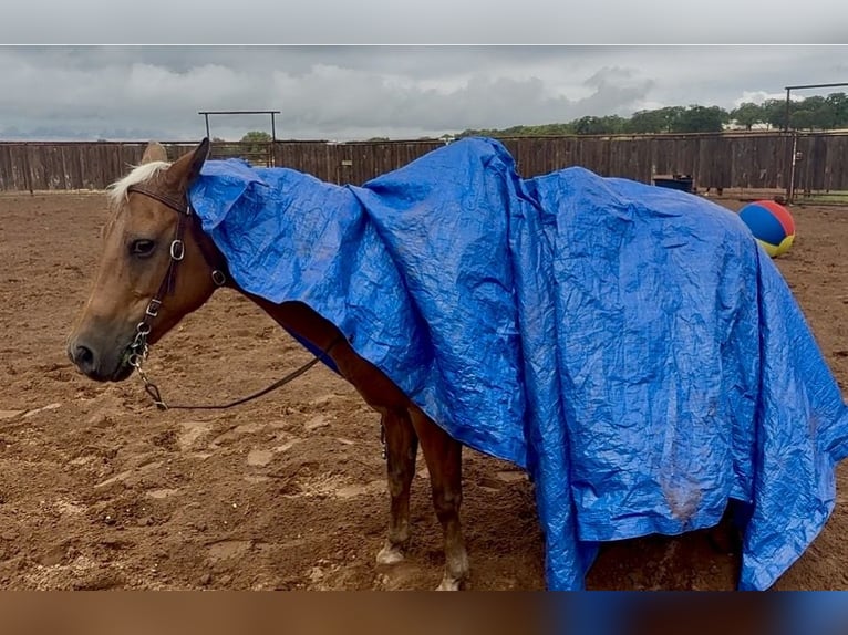 Quarter Pony Mare 10 years Palomino in Weatherford