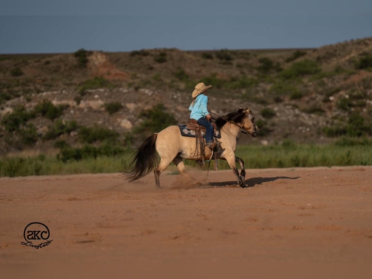 Quarter Pony Mare 11 years 13 hh Buckskin in Canyon