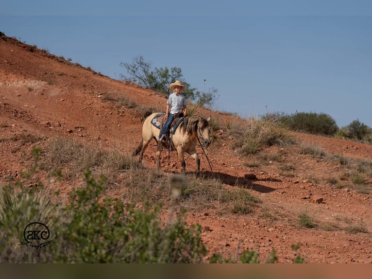 Quarter Pony Mare 11 years 13 hh Buckskin in Canyon